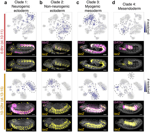 embryo cells stained