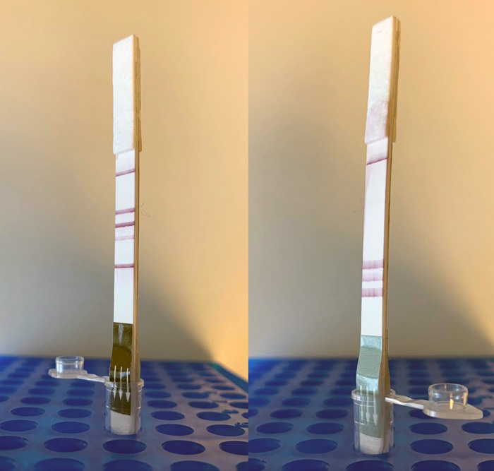 coronavirus mutation study being run