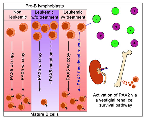 graphical abstract for B cell Horwitz study