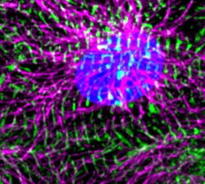 stem cell derived heart muscle cell