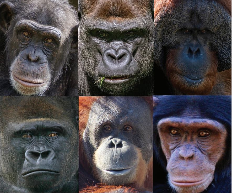 A gallery of portraits of great apes compiled from Pixabay by DongAhn Yoo.