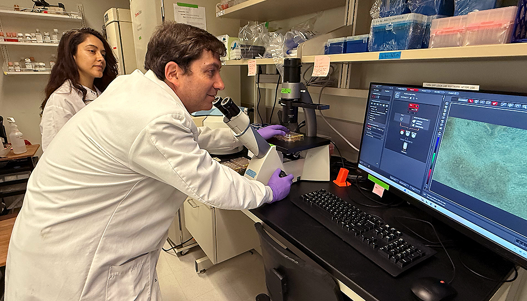 picture of research scientists Benjamin Freedman and Ramila Gulieva  examining kidney organoids in a lab