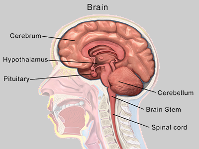illustration of structures in the human brain