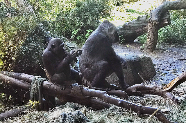 Two gorillas sit on a branch