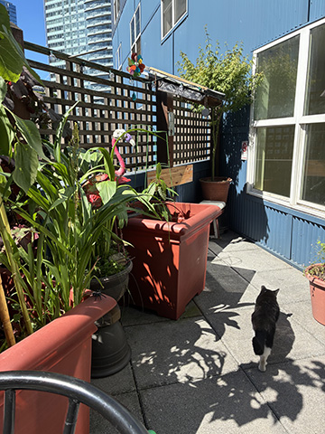 picture of balcony garden