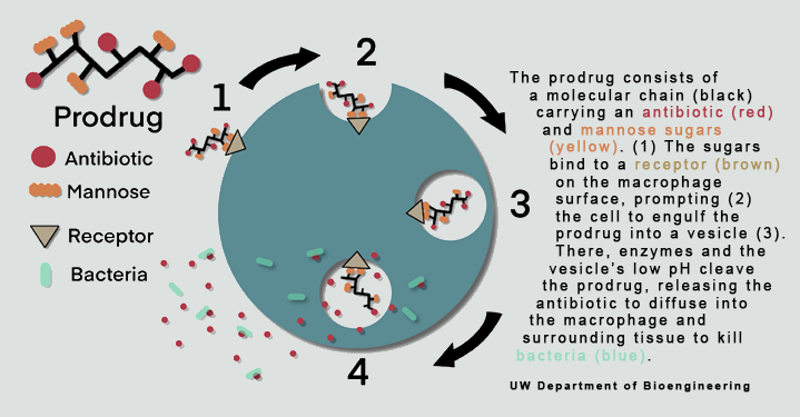 illustration of the prodrug molecular process