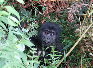 Gorilla peeking out from the brush.