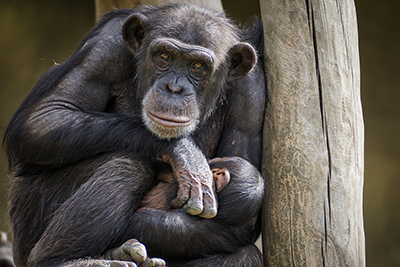 Chimp with infant