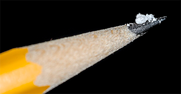 picture of fentanyl powder atop a pencil point