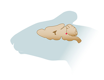 illustration of mouse brain showing location of locus coeruleus