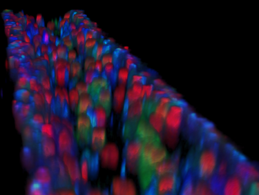 microscopic image of kidney tubule in organoid chip