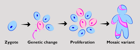 illustration of somatic mosaicism