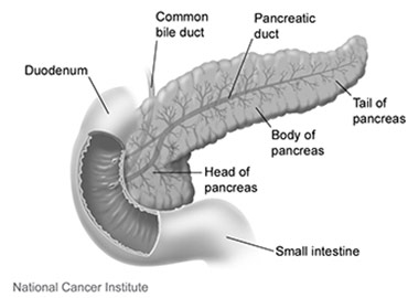illustration of pancreas