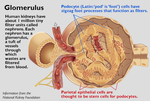 illustration of kidney podocyte and parietal epithelial cells