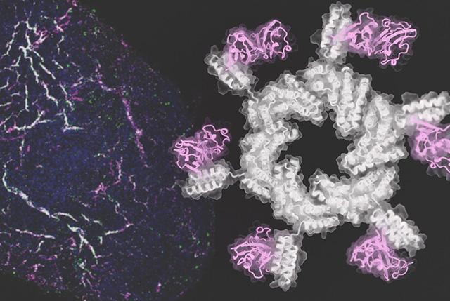 Wheel-shaped designed proteins 