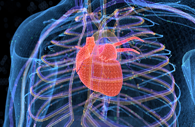 digital illustration of human heart and proximal structures