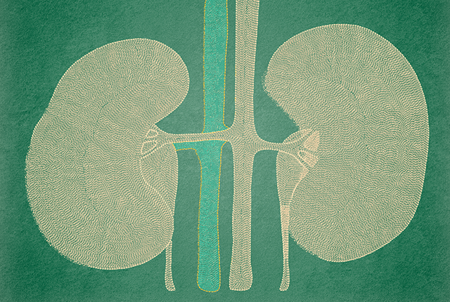 illustration of human kidneys