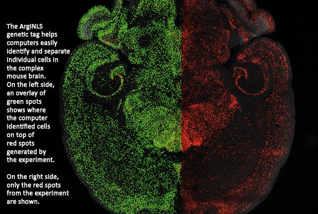 computerized image of mouse brain cells in different colors