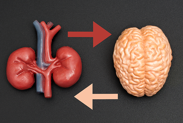 illustration showing relationship between human kidneys and the brain