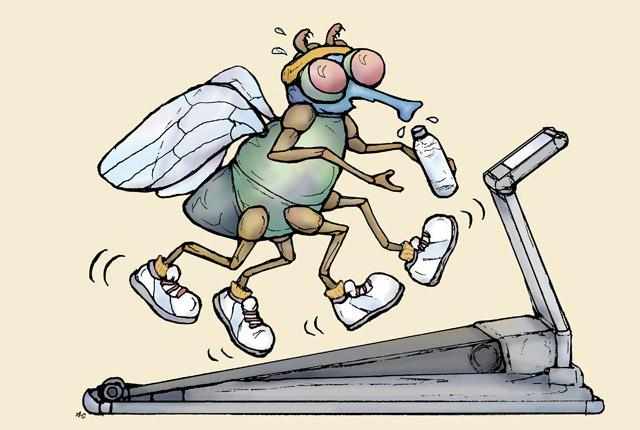 Cartoon of a fruit fly wearing sneakers and running on a treadmill.