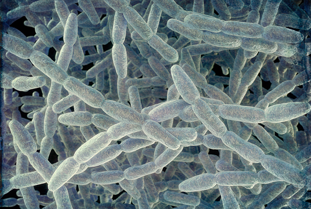 illustration of Legionella, a common water-borne bacteria