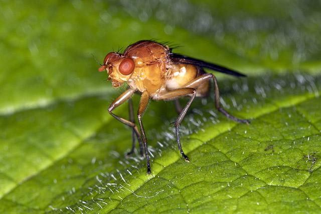 Fruit fly walking on a green leaf.