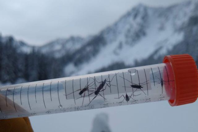 Snow flies collected in winter on a mountain slope. 
