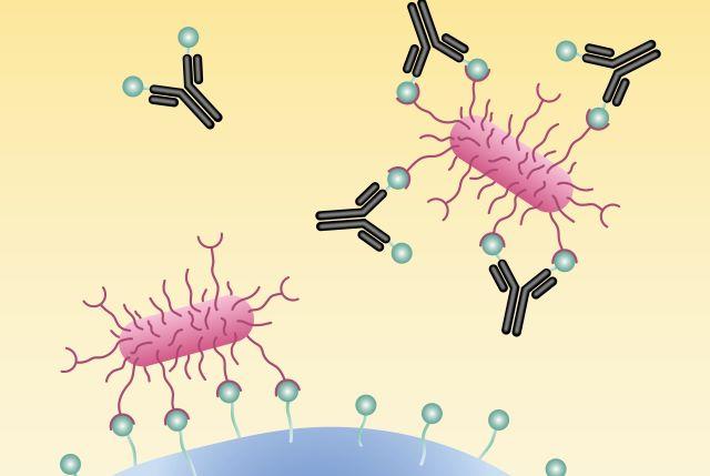 E. coli binds to cell. Antibodies prevent binding