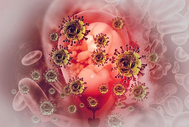 Media Name: bacteria_and_fetus.jpg