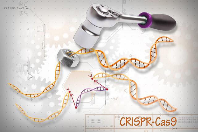 Media Name: crispr_edited.jpg
