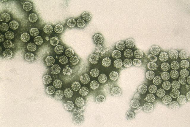 Media Name: dna_virus_cropped.jpg