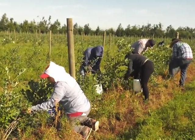 Media Name: farmworkers_deohs.jpg