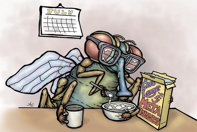 Media Name: fruitflymain.jpg