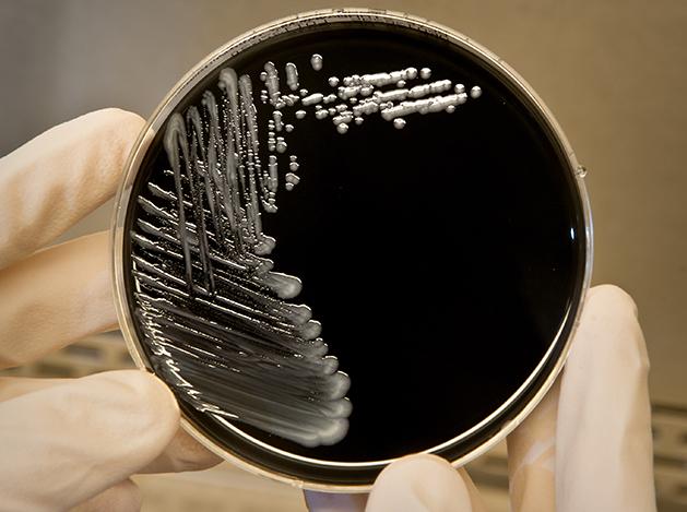Media Name: legionalla_materials-bacterium_crop.jpg