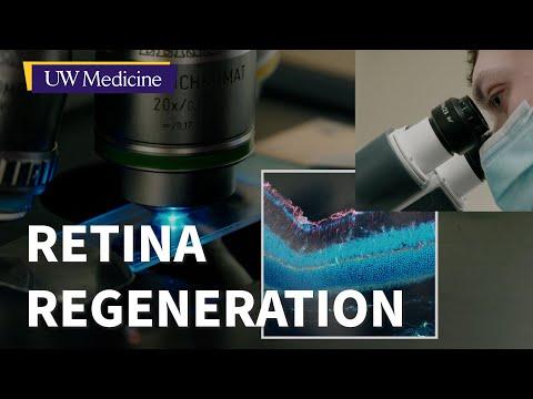 This is the image for Progress toward regenerating damaged retina cells | UW Medicine video