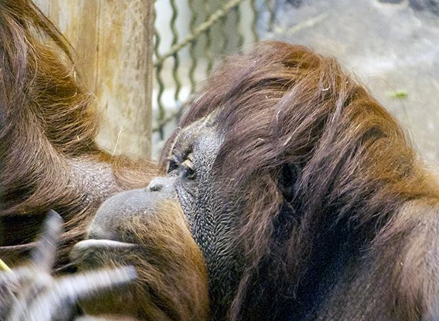 Media Name: orangutan_sized.jpg