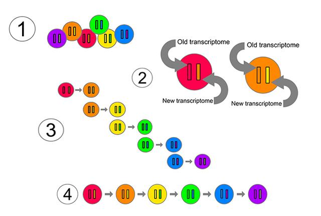 Media Name: sci-illo.jpg