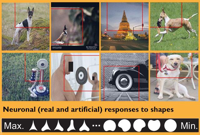 Media Name: shapes-pospisil.jpg