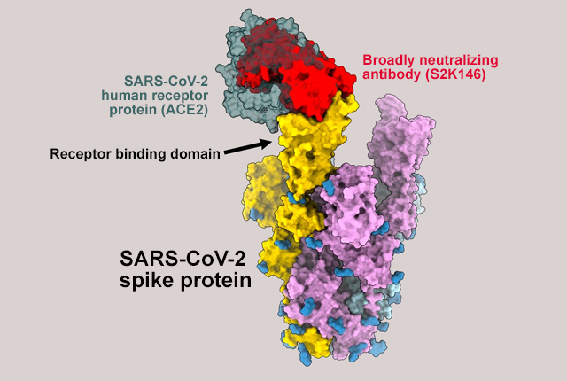Media Name: veesler-antibody-ace2.png