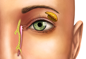 illustration of tear duct / glad in relation to eye and nose