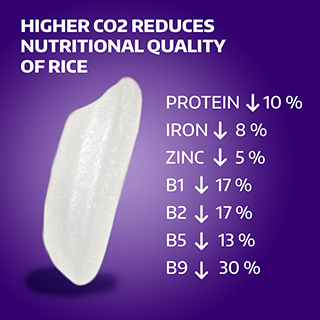 graphic of depleted nutrients in rice in study